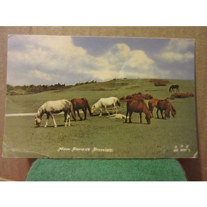 NEW FOREST PONIES, used postcard by F Frith. 1963 pm =