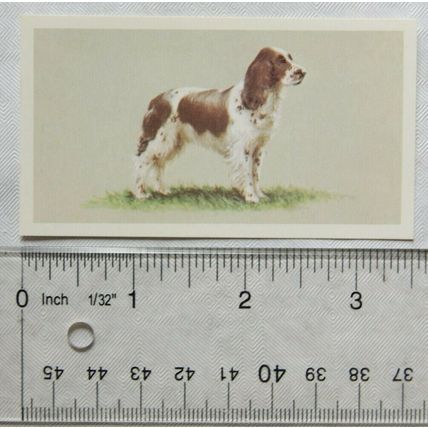1979 Grandee Top Dogs Card No. 13 English Springer Spaniel
