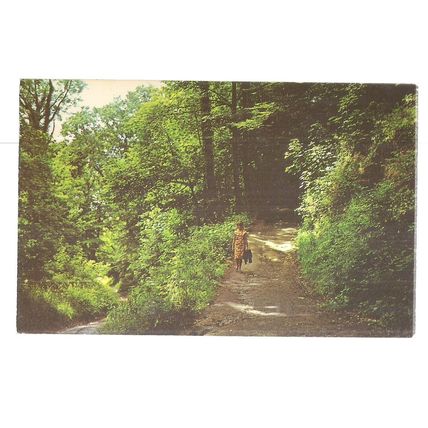 FAIRLIGHT GLEN, HASTINGS, SUSSEX. unused vintage postcard =