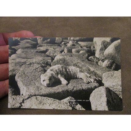 James Gibson Postcard - Baby Seal pup - Nature interest