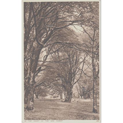 In The Heart Of The New Forest Hampshire Postcard (QHAM205)