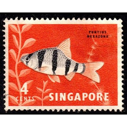 Malaya Singapore 1962 Fish 4c Used Stamp
