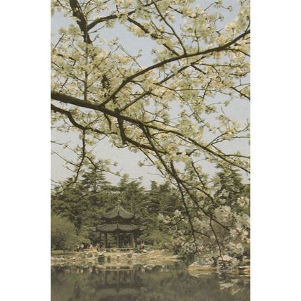 Watching Fish at Ningbo Huagang Chinese China Postcard