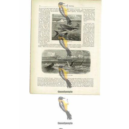 Flying Fish & Scissor Bills, Florida, USA, Book Illustration (Print), c1880