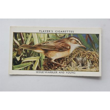 1932 John Player & Sons Wild Birds No. 44 Sedge-Warbler & Young