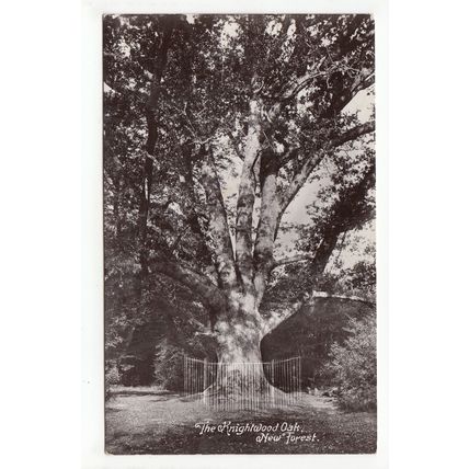 The Knightwood Oak New Forest Postcard RP Hampshire