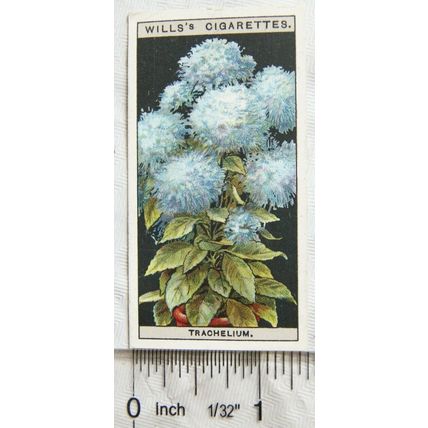1925 Wills Flower Culture in Pots No. 48 Trachelium or Blue Throat-Wort