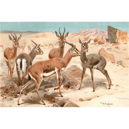 DORCAS GAZELLE 1894 Friedrich Wilhelm Kuhnert VICTORIAN CHROMOLITHOGRAPH