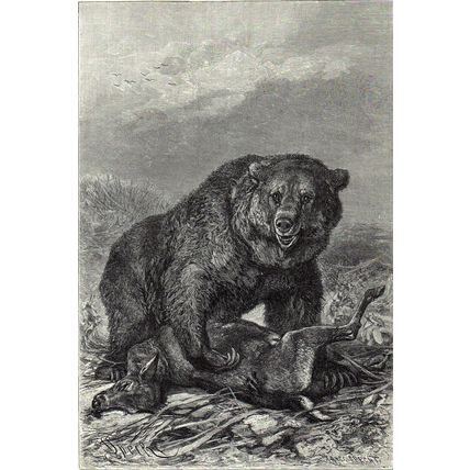 GRIZZLY BEAR 1894 Mammal - Friedrich Specht VICTORIAN ENGRAVING