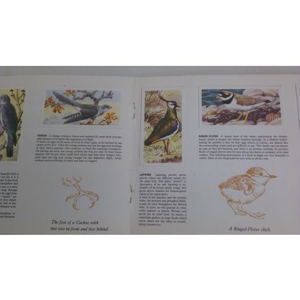BROOKE BOND BIRD PORTRAITS 1957 FULL SET IN ALBUM VG condition