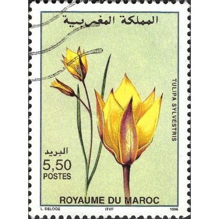 MORROCO NORTHERN ZONE, FLOWER, Tulipa sylvestris, yellow 1996, 5.50dirham