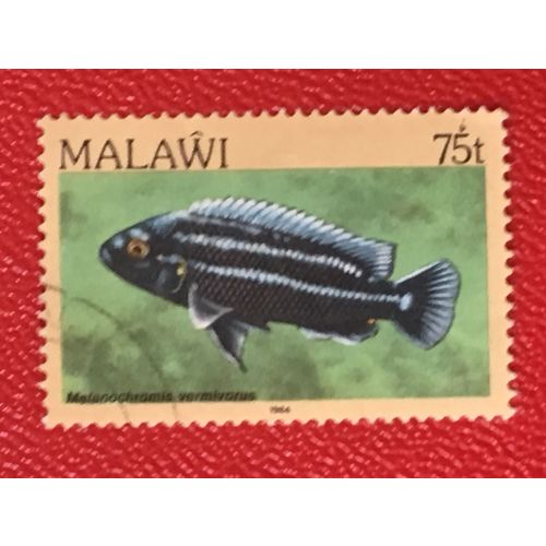 Malawi 1984 75t Purple Mbuna Used SG 699 Sc 438 Fish Postage Stamp cichlid