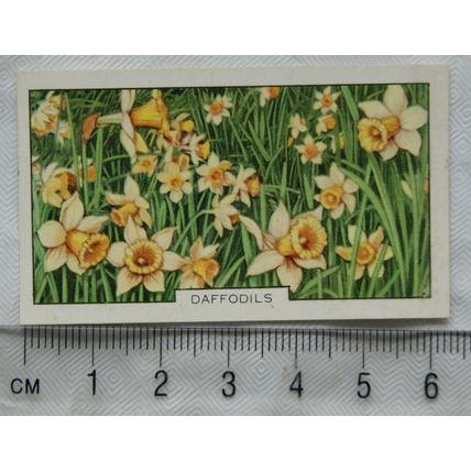 1938 Gallaher's Garden flowers No. 39 Daffodils