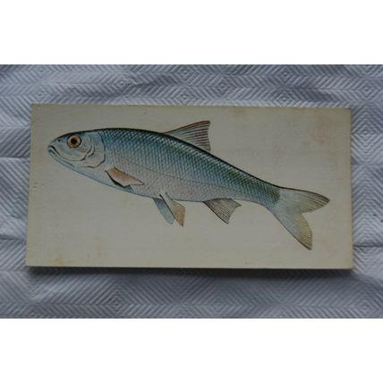 1978 Craven Black Cat Sport Fish card No. 1 Dace
