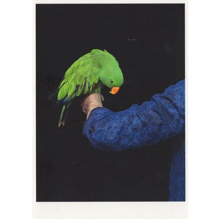 Virgene Rebetez Malleus Malecarum Trained Parrott On Hand Postcard