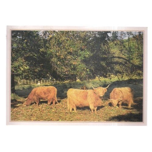 HIGHLAND CATTLE , SCOTLAND unused vintage postcard =