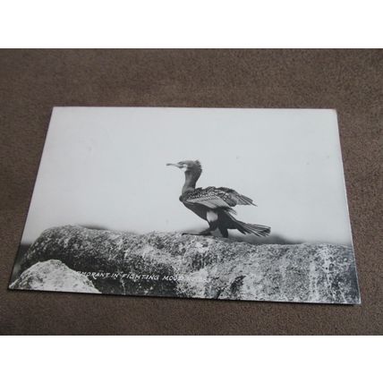 1950s Gibson RP Postcard - Cormorant in Fighting Mood - Bird / Twitcher interest