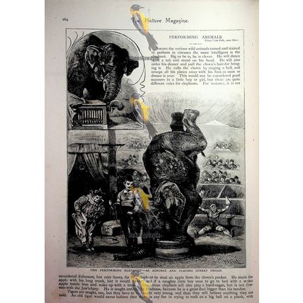 Performing Animals (1), Sad Victorian Social History, Book Illustration, 1893