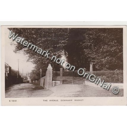 RP The Avenue Downham Market nr Kings Lynn Norfolk 1908