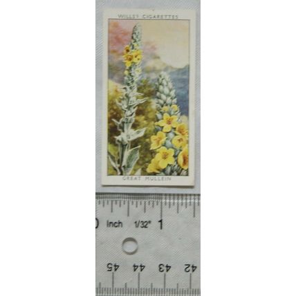 1937 Wills Wild Flowers 2nd series No. 34 Great Mullein