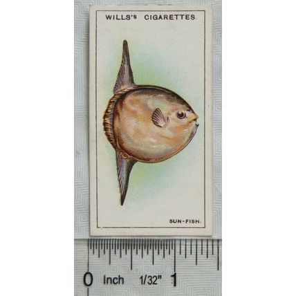 1928 Wills Wonders of the Sea No. 15 The Sun Fish