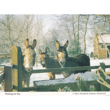 Hampshire Horses Donkeys Waiting For Tea in Farm At Christmas Postcard