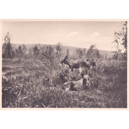 Cattle at Kurische Nehrung Curonian Split Old German Postcard