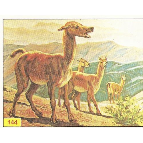 Panini's Dinosaurs Sticker Collection - Sticker No. 144