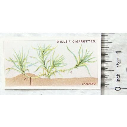 1923 Wills Gardening Hints No. 3 Layering