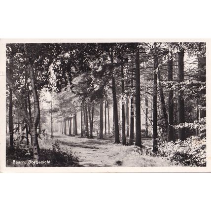 Bosgezicht Forest Baarn Dutch Real Photo Postcard