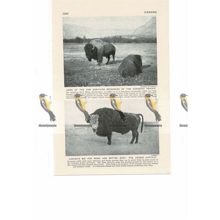 Bison & Cattalo, Canada, Book Illustration, c1920
