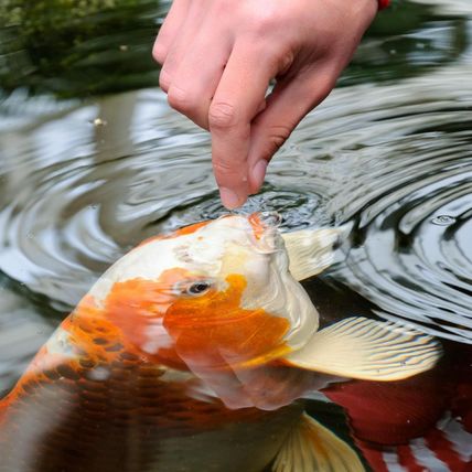 Tetrapond Koi Vibrance, Soft Sticks, Easy to Digest Floating Pond Food, 5.18 Lbs