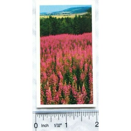 1989 Grandee Britain's Wild Flowers No. 23 Rosebay
