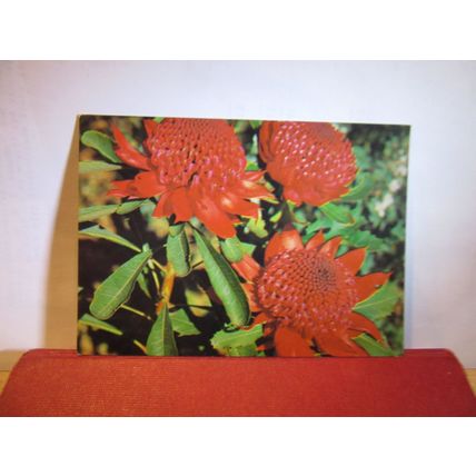 RED WARATAHS FLOWER, FLORAL EMBLEM OF NEW SOUTH WALES,AUSTRALIA used postcard =