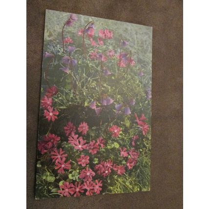 Early Photochromie Postcard - Wild Flower scene - 496