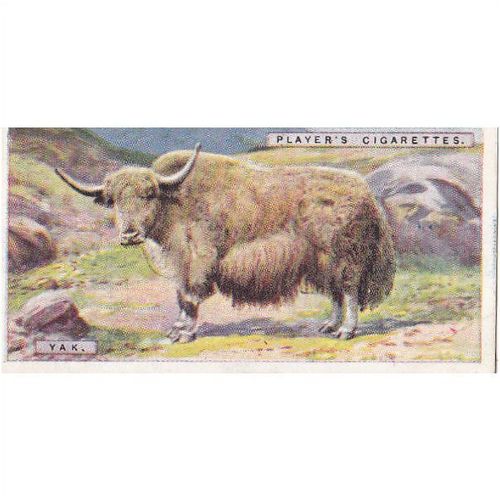 Players Natural History Card No. 49 Yak