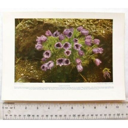 Vintage illustration: pasque flowers