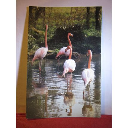 ROSY FLAMINGOES, TROPICAL BIRD GARDENS, RODE, SOMERSET used postcard 1981 pm. =