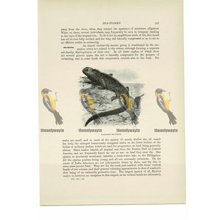 Galapagos Sea Lizard (Iguana), Animal Book Illustration (Print), c1916