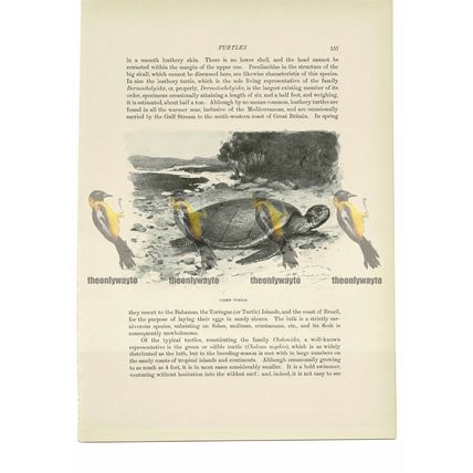 Green Turtle, Animal Book Illustration (Print), c1916