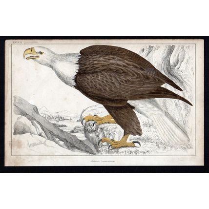 WHITE-HEADED BALD EAGLE 1850 Birds Oliver Goldsmith ANTIQUE ENGRAVING