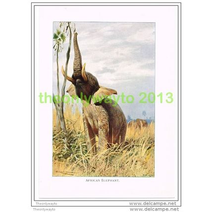 AFRICAN ELEPHANT, BOOK ILLUSTRATION (PRINT), LYDEKKER, c1916