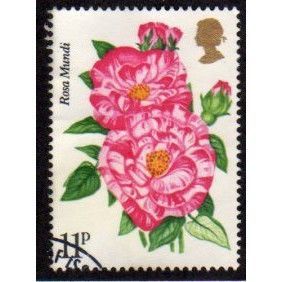 Great Britain 1976 Roses 11p Rosa Mundi Used 2 SG 1008 Sc 788 postage stamp