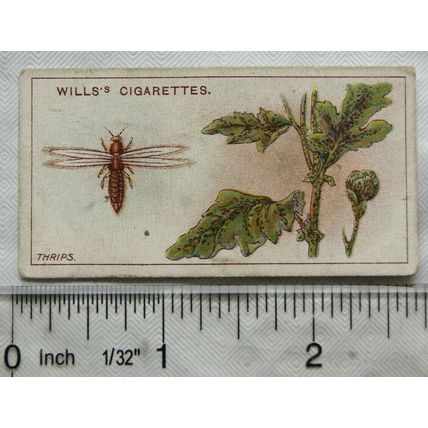1915 Wills Garden Life No. 48 Thrips