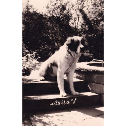 Attila The Hun Dog Vintage Rare Real Photo Postcard