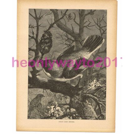Great Grey Shrike, Victorian Natural History Book Illustration, 1896