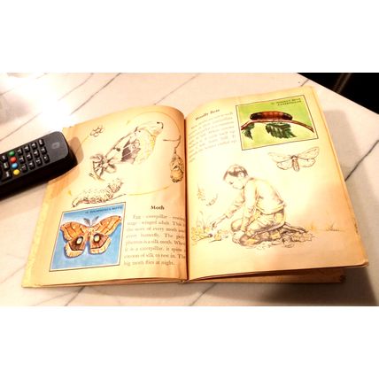 Old Vintage Little Golden Activity Book Insect Stamps (A) First Edition 1958