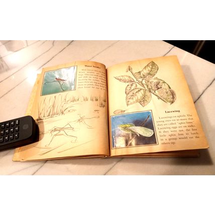 Old Vintage Little Golden Activity Book Insect Stamps (A) First Edition 1958