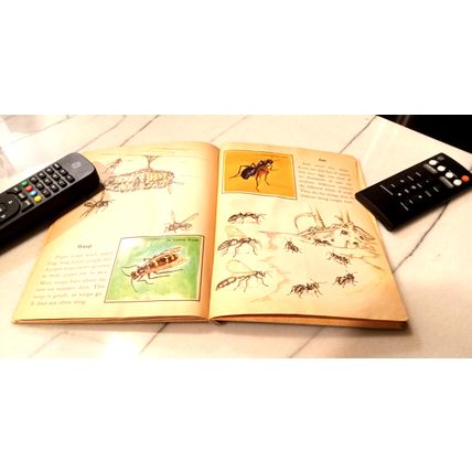 Old Vintage Little Golden Activity Book Insect Stamps (A) First Edition 1958