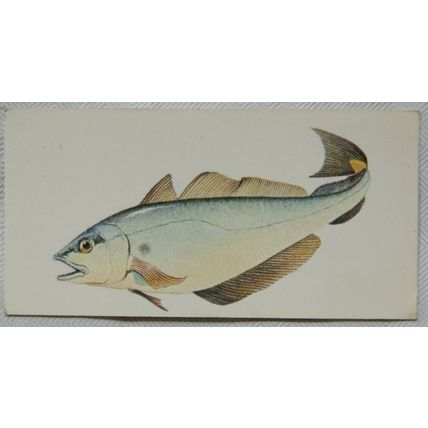 1978 Craven Black Cat Sport Fish card No. 44 Whiting
